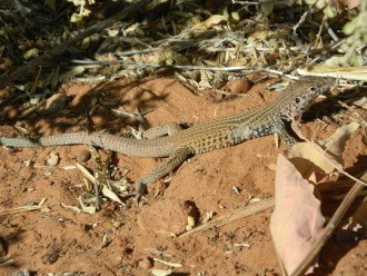 Western Whiptail