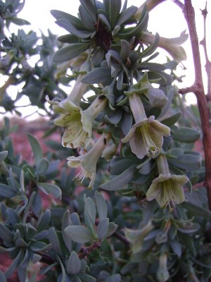 Wolfberry