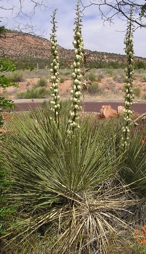 Oos´eev (Yucca)