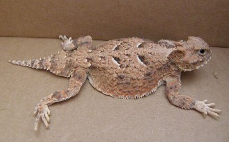 Desert Short Horned Lizard