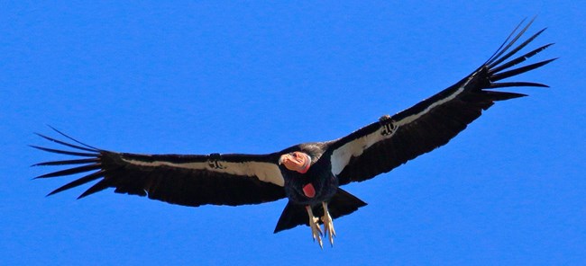 A California Condor soars in a blue sky