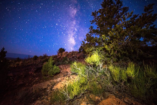 A plant in the foreground with the Milky Way stretching in the background