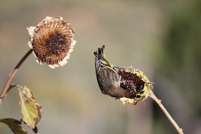 A bird searches for seeds in a sunflower