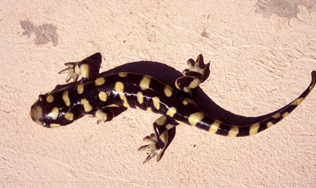 A yellow spotted black Tiger salamander on a tan sidewalk