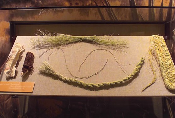 Uses of Yucca