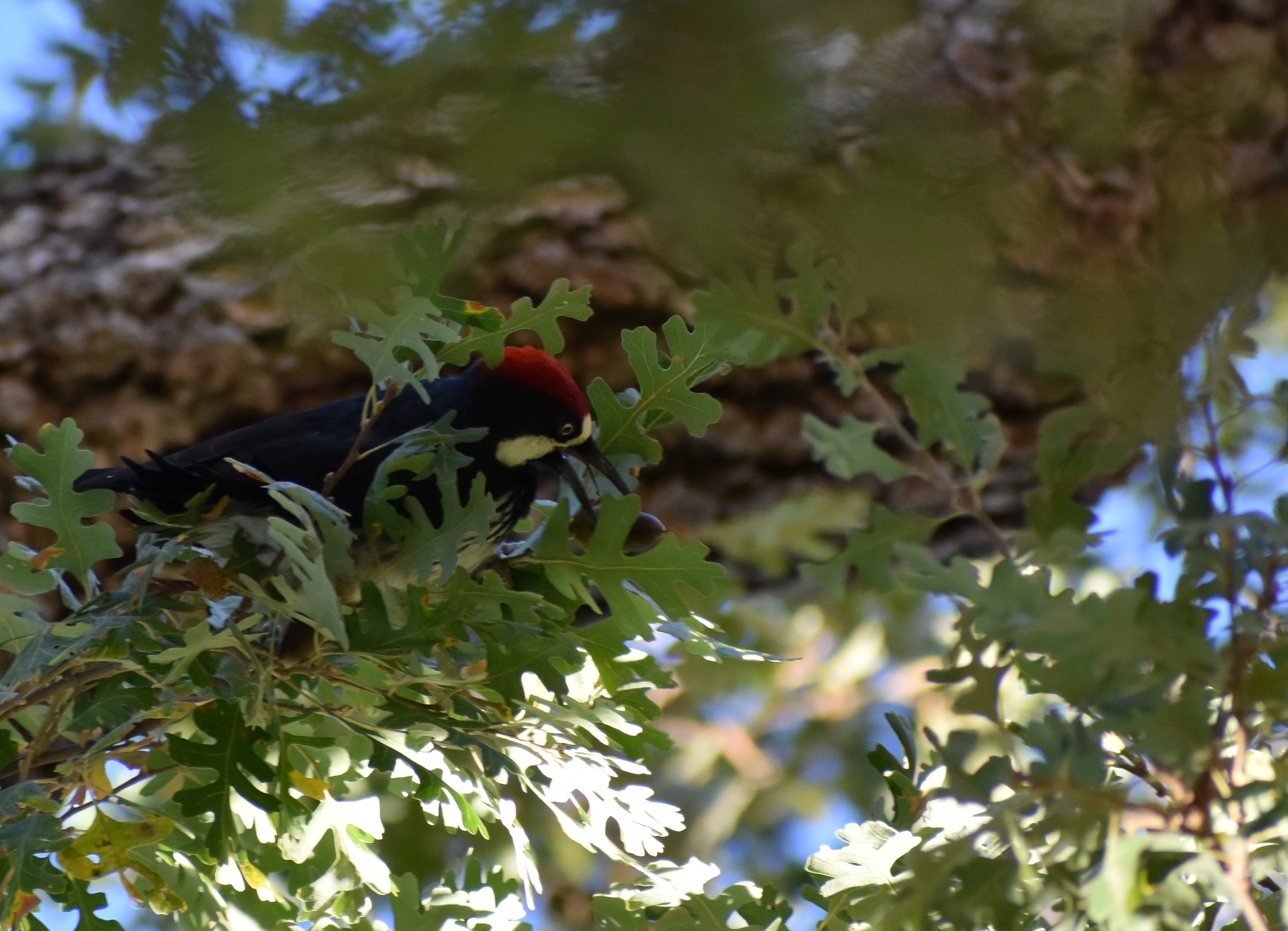 Acorn Woodpecker Black and white bird with a red head hanging from the trunk of a large tree surrounded by leaves.