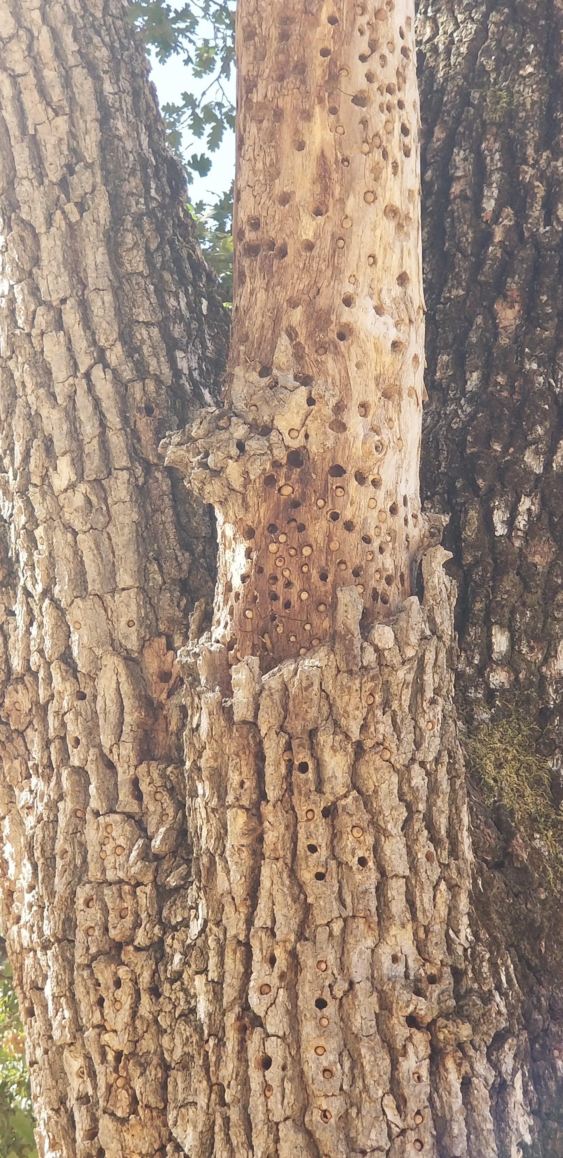 Acorns in Oak Tree Tree bark with acorns inserted in many holes