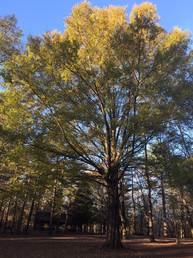 Willow oak with yellow leaves in fall in Pine Grove picnic area