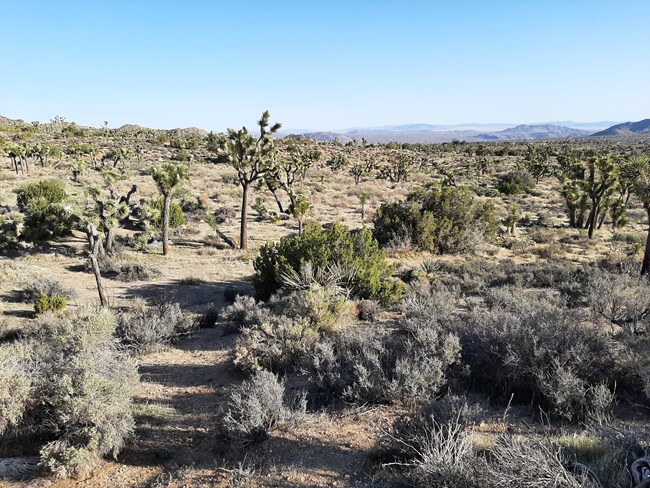 Joshua Tree Woodland A dry, desert landscape at Joshua Tree National Park filled with desert shrubs and Joshua trees that are taller than the shrubs. In the background are rolling dry desert hills and a hazy blue sky.