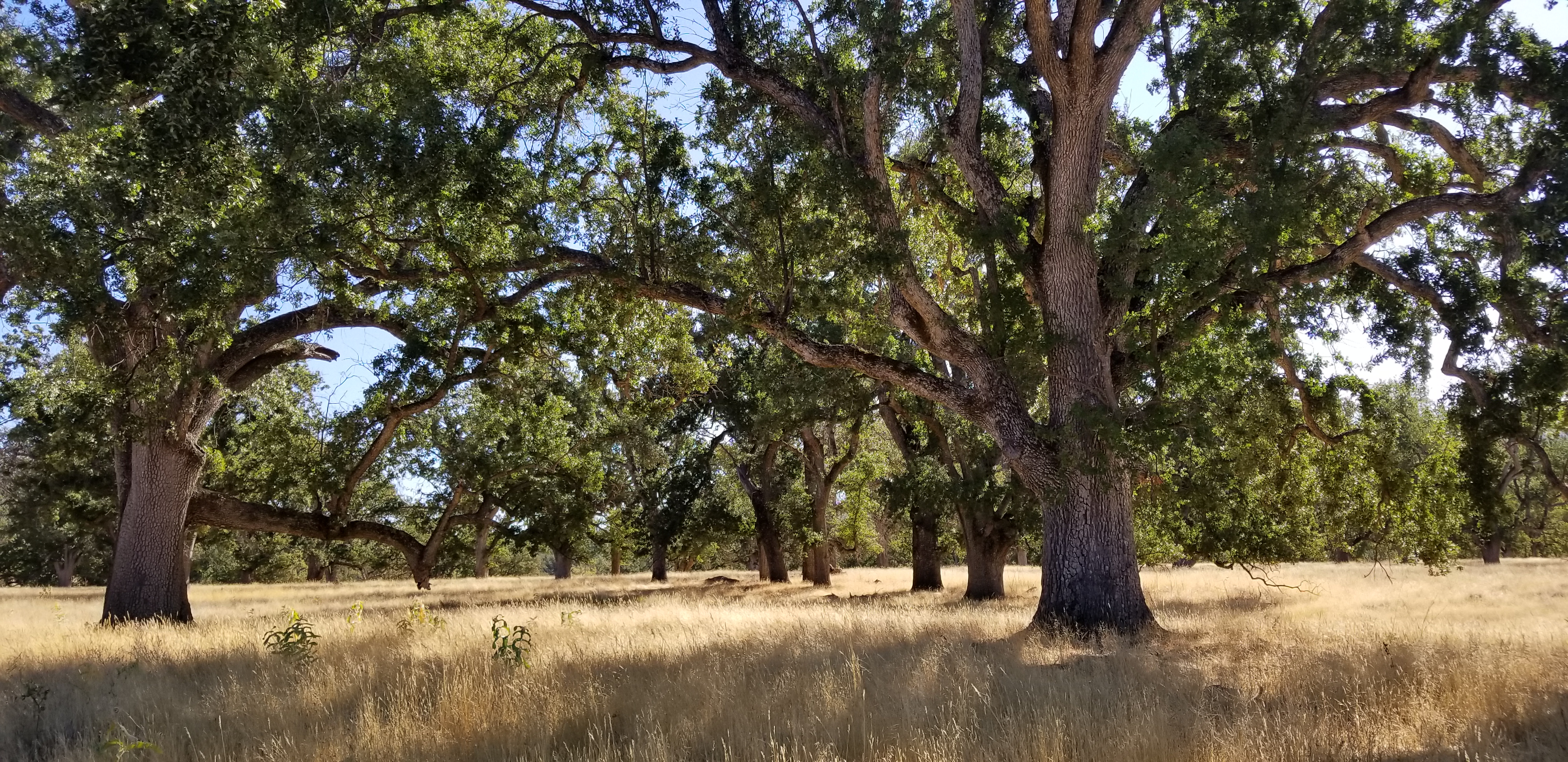 Oak Savanna Dry field of grass with large trees extending tall and providing shade below.