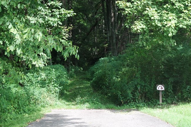 A paved trail meet a grassy trail through the woods.