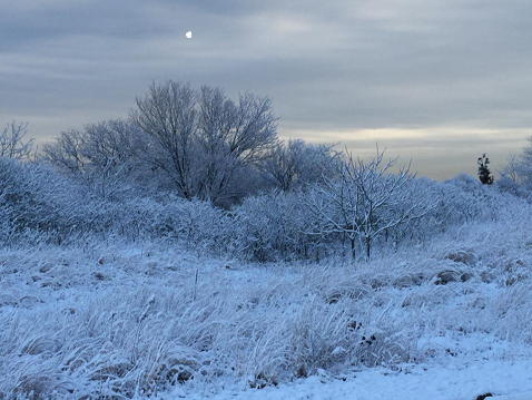 Winter Day at Great Kills, Salvatore Pollina, 2016 Winter scene of snow covered grasses, shrubs and trees on a grey winter day.