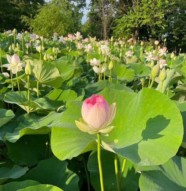 Lotus flowers emerge from a pond.