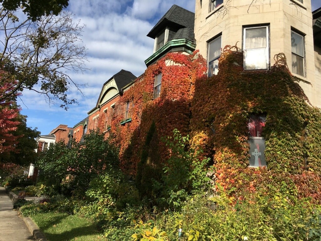 A grey stone building covered in fall red and yellow ivy in the fall.