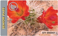 two red flowers on cactus