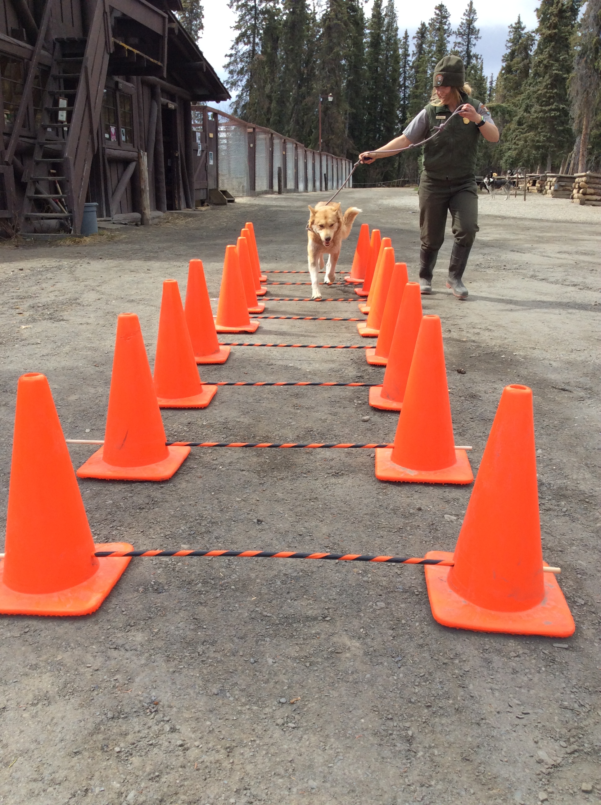 As Rupree trots through cavaletti poles she is practicing moving with an effective gait.