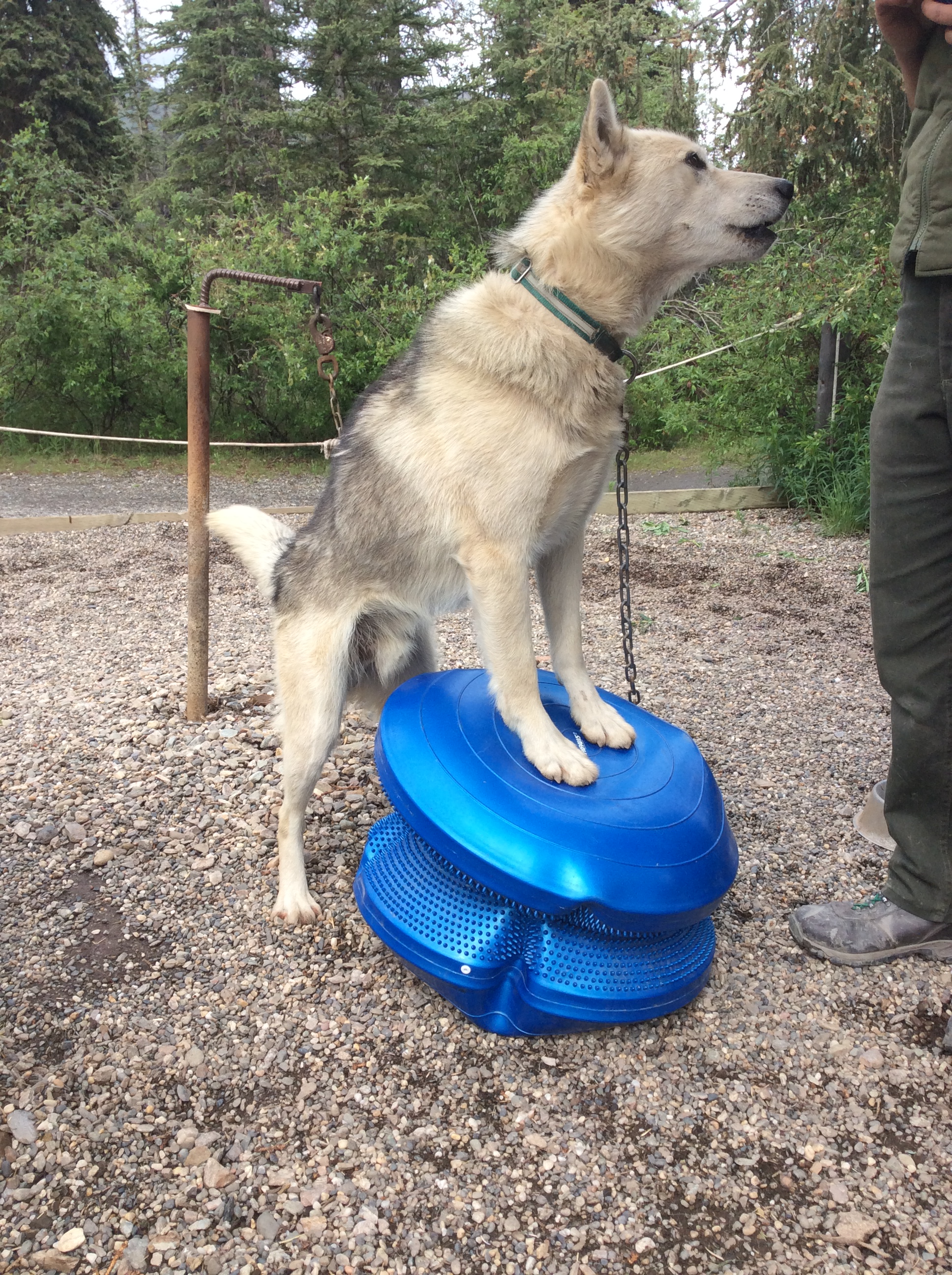 Carpe is an excellent balancer and often works on this micomuscles in his wrist