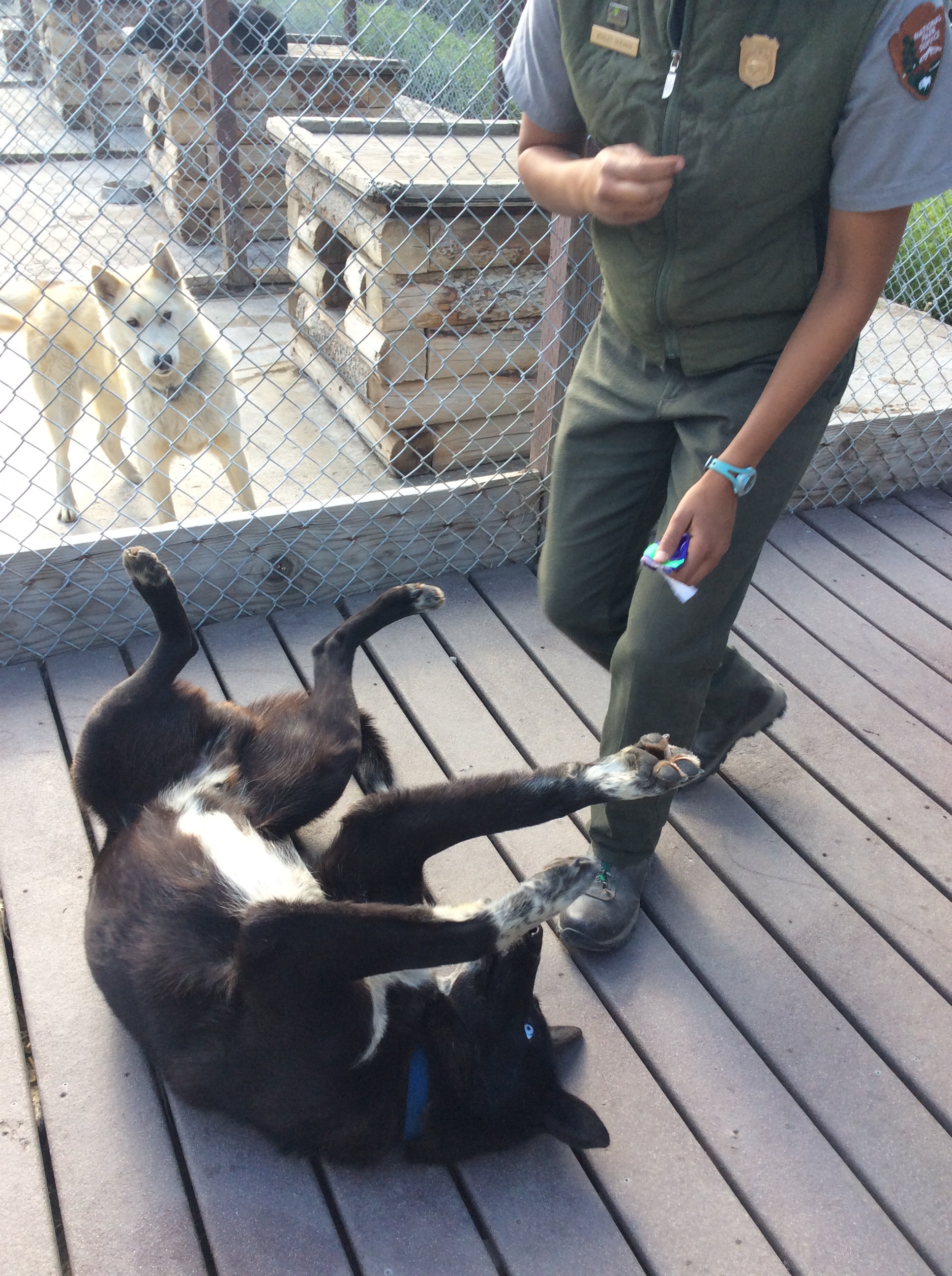 Here, Lucky demonstrates the “Paws Up” exercise we use to make foot checks fun and easy 