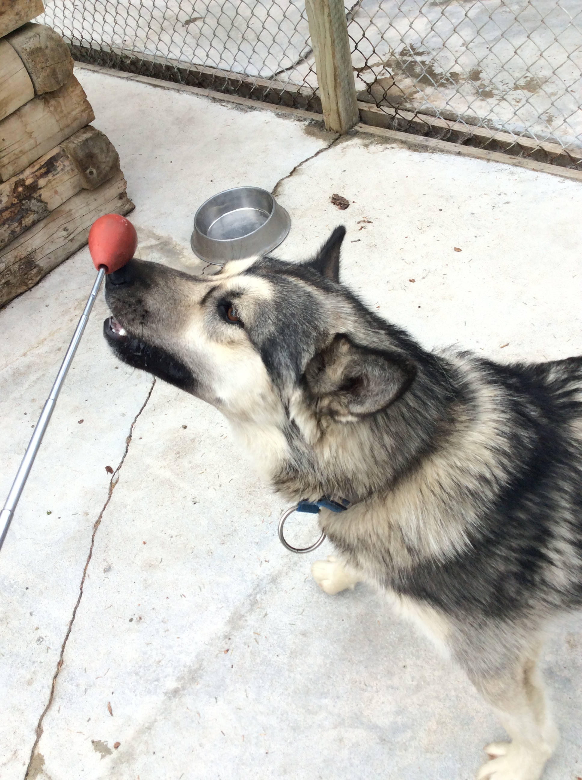 Summit, one of the puppies from last year, prepares to learn his directional commands. 