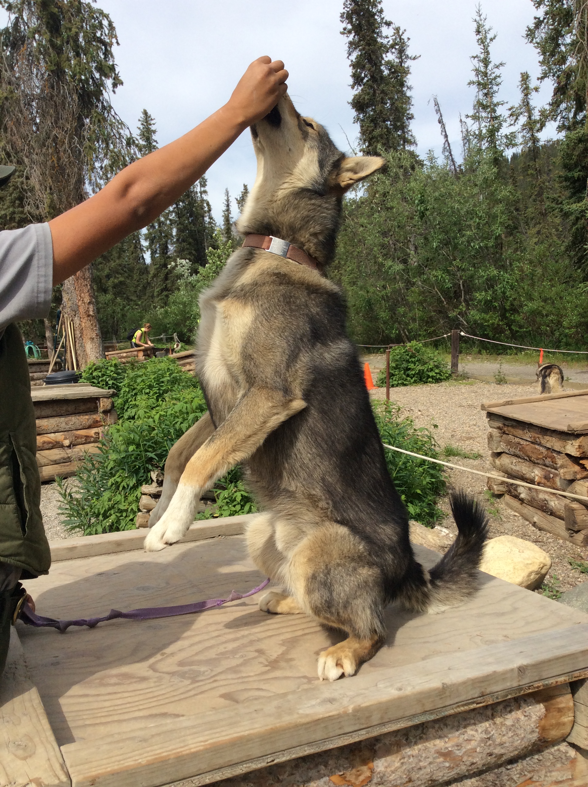 To keep a nice strong core during the summer, Zahnie practices engaging all of his muscles and balancing on his back legs 