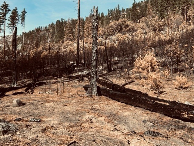 View of browned mountainside with blackened tree trunks without branches standing in the middle ground and a fallen, burned trunk in the foreground. Some Conifers along the horizon are still green.