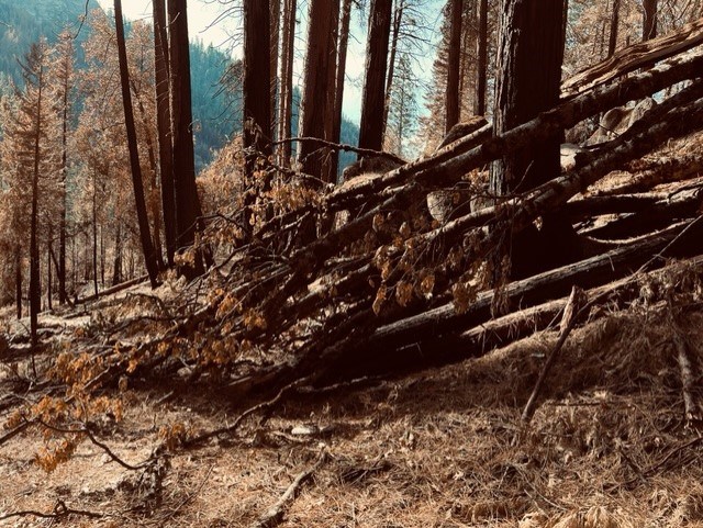lt= Branches of a fallen, burned tree lie across the Pony Express Trail. In the back ground stand more conifers, browned but with branches intact.