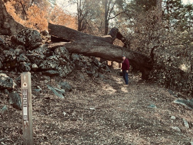 A man in a burgundy jacket stands in front of large tree that lies across a recreational trail. In the foreground stands a concrete post with markers identifying this as the Pony Express NHT and suitable for various recreational activities.