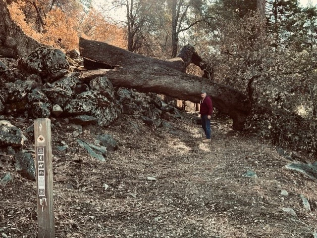 A man in a burgundy jacket stands in front of large tree that lies across a recreational trail. In the foreground stands a concrete post with markers identifying this as the Pony Express NHT and suitable for various recreational activities.