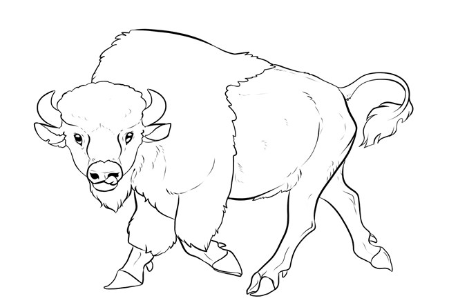 An illustration of the outline of a walking bison.
