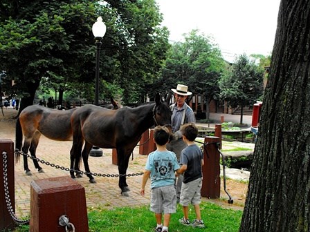 a ranger shows the mules to two boys at the Georgetown C&O Canal Visitor Center