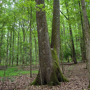 a large tree dominating the surrounding vegetation
