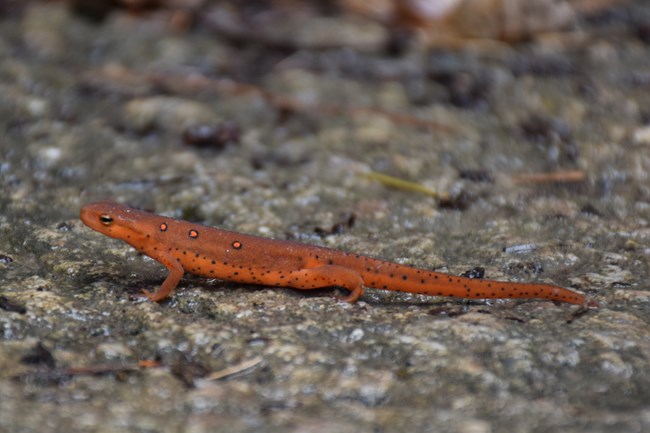 The Red-spotted (or eastern) newt is a common species.