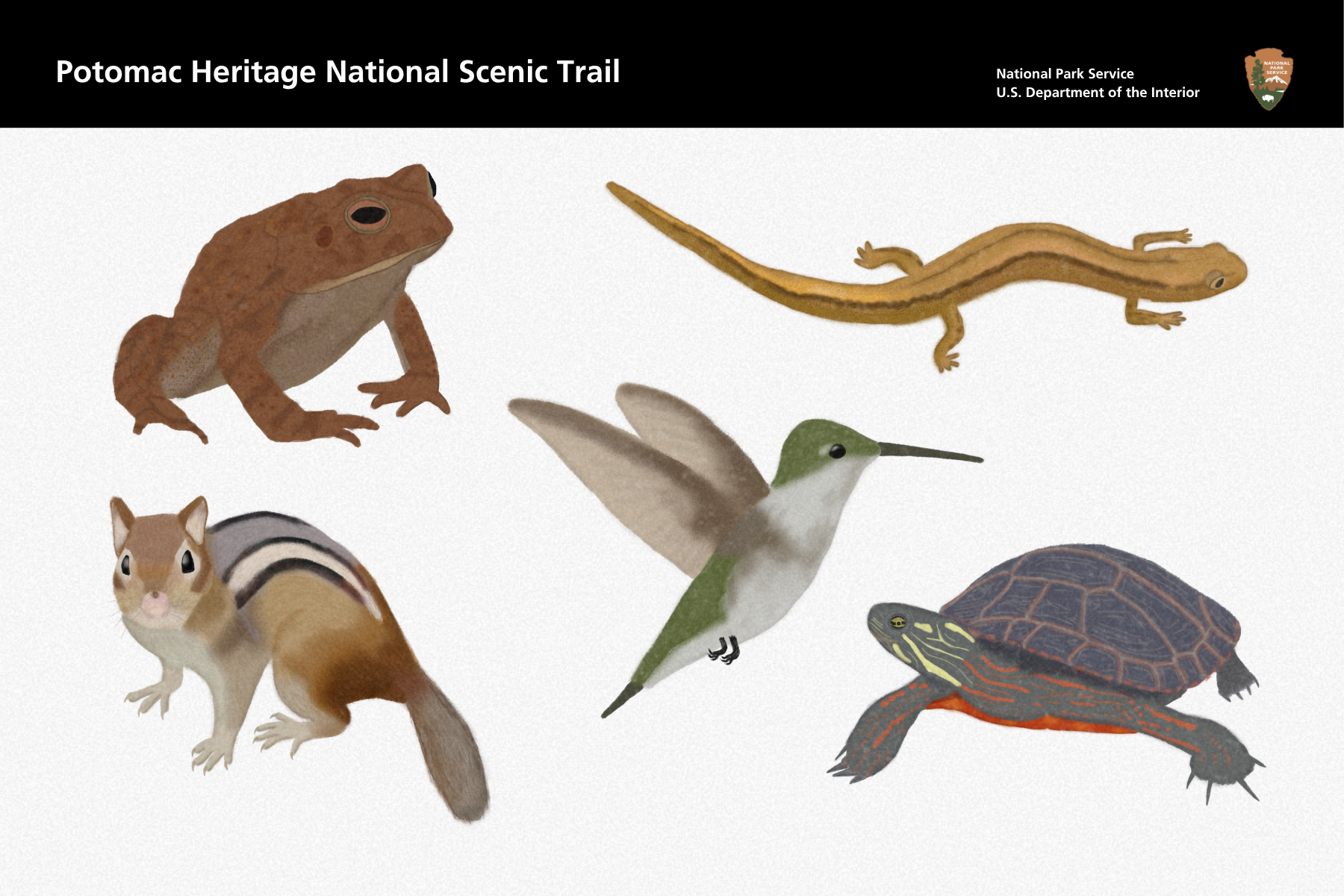 Toad, salamander, chipmunk, hummingbird, turtle
