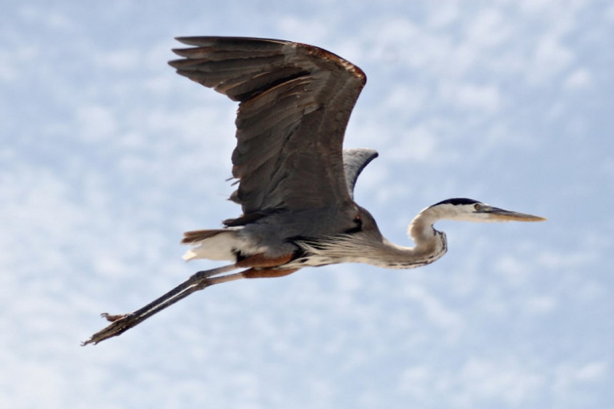 Great Blue Heron flies across the sky Great Blue Heron flies across the sky
