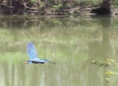 Green-Backed Heron