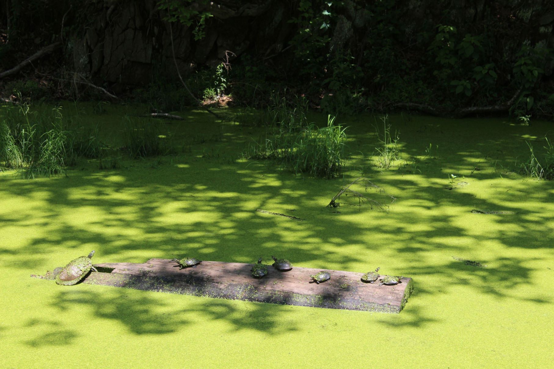 Seven turtles lined up on a log protruding from the water