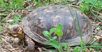 turtle in Loudoun County, VA