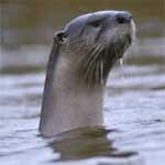 An otter sticks his head out of the water