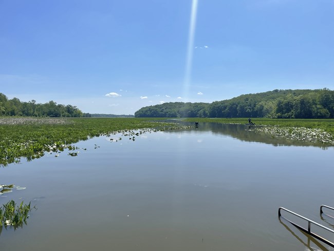 Water body with a line of trees in the background