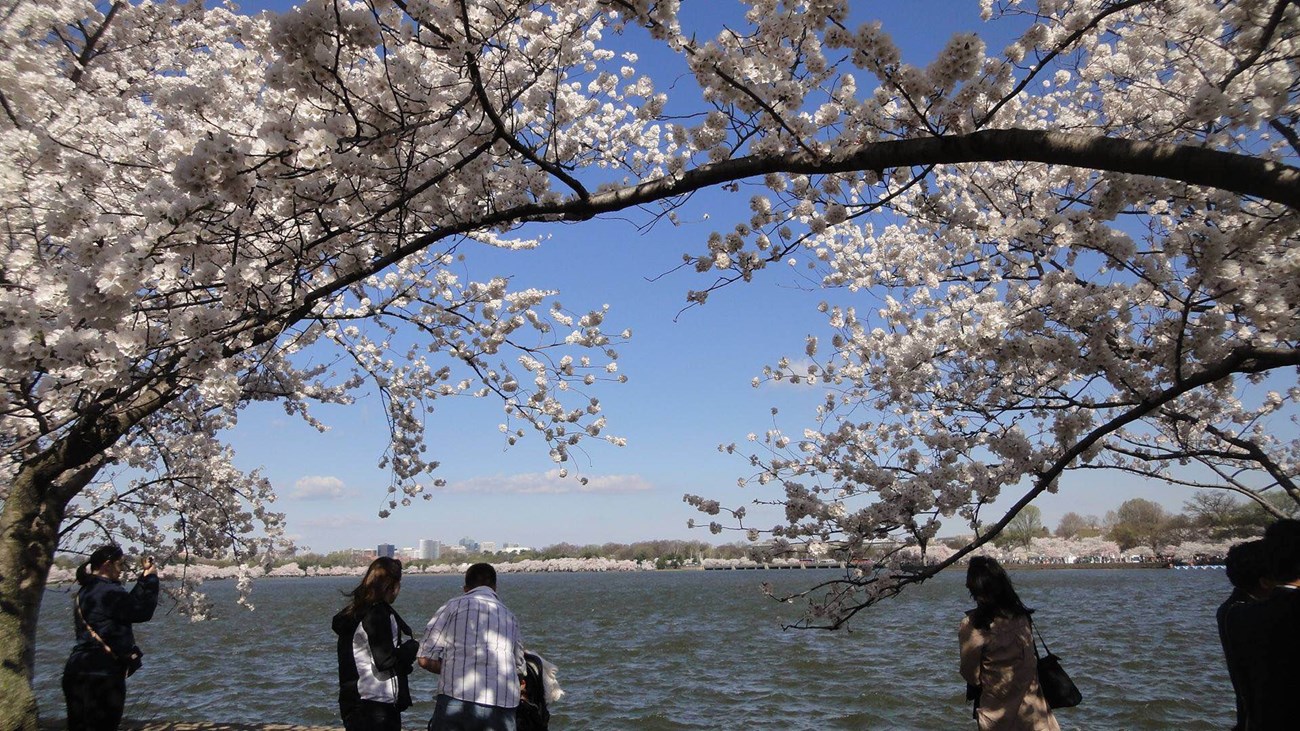 Cherry blossoms blooming around the tidal basin
