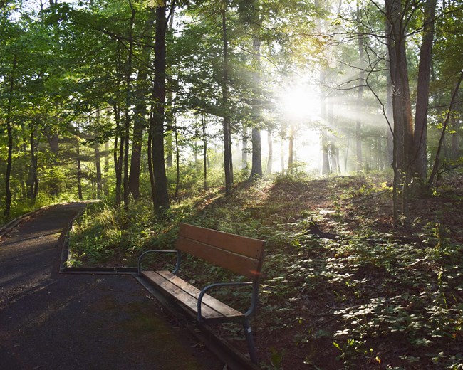 Light streams through the forest illuminating a path