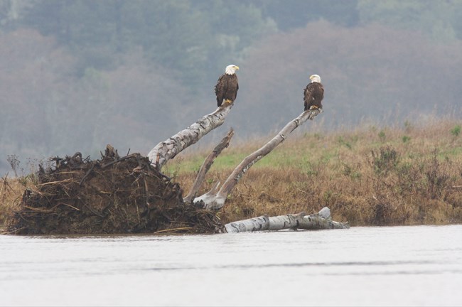 Two mature bald eagles perch on separate branches of a tree that has fallen into a creek.