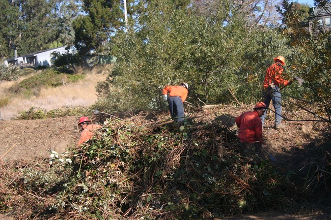 Four individuals wearing orange shirts and hardhats remove blackberry vines in a shallow ravine.