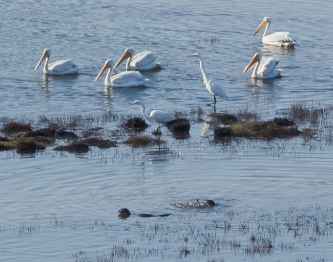 Five white pelicans float on, two large white egrets wade through, and two river otters swim in shallow water among tussocks of vegetation.