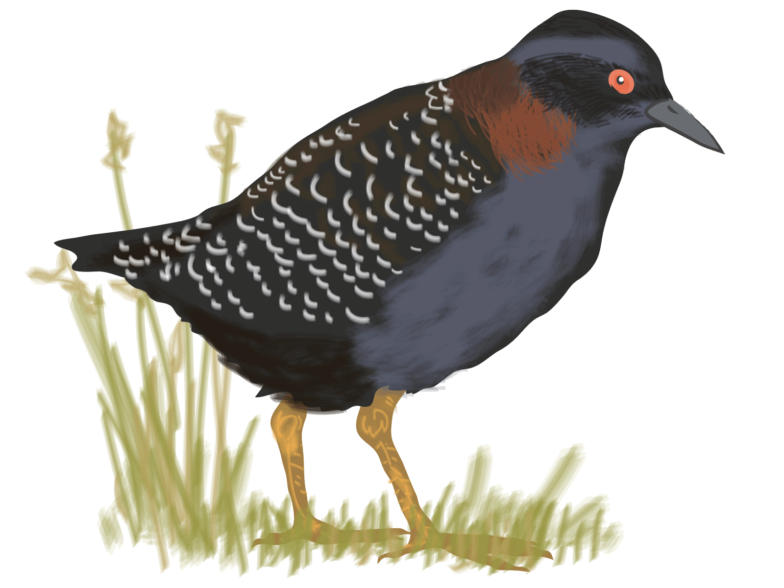 A cartoon of a small, black, short-necked shorebird with an orange eye, yellow legs, and brown feathers on the back of its neck.