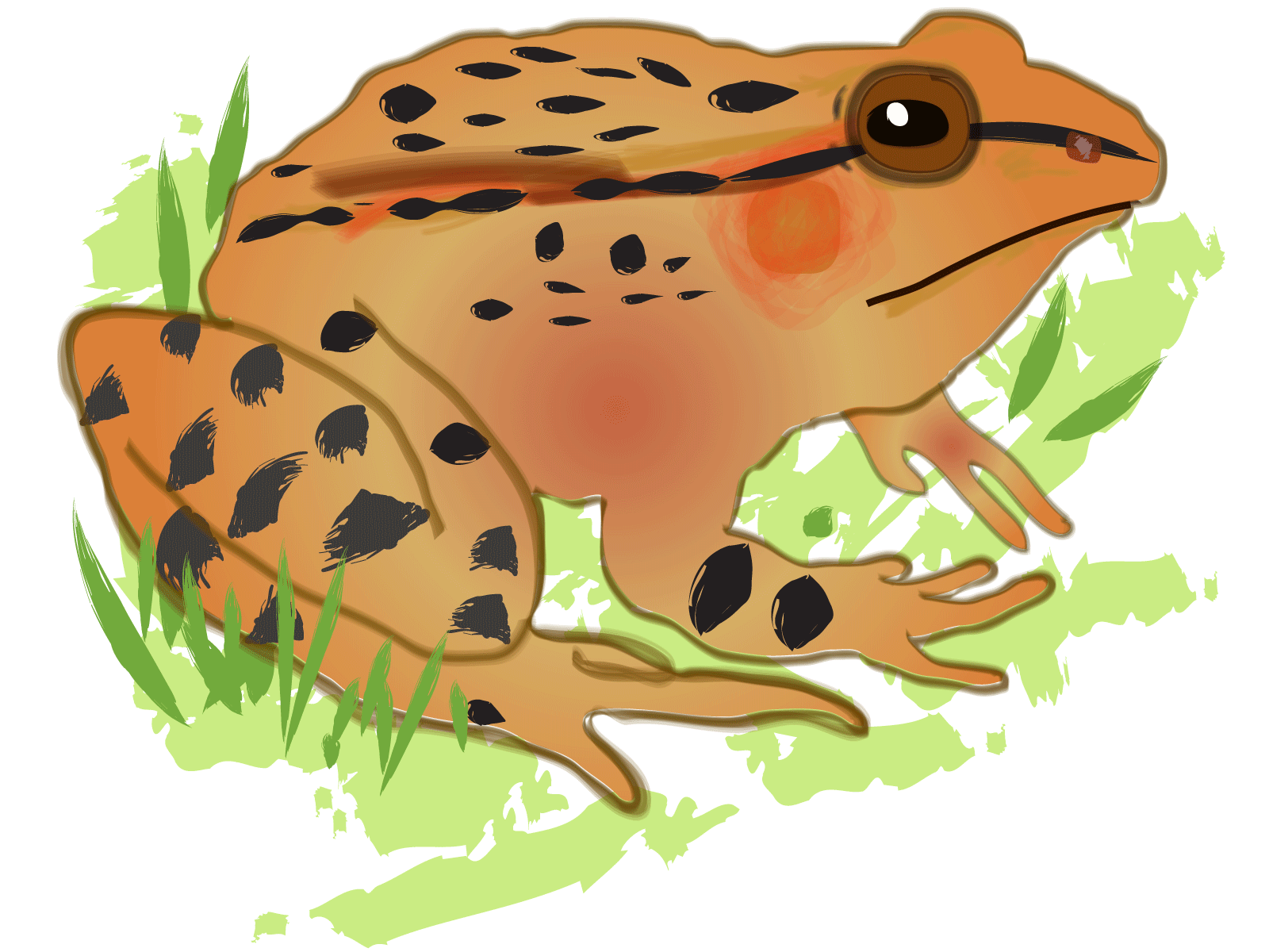 A cartoon of a orange-skinned, black-spotted frog.