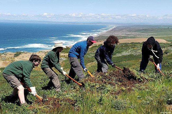 Five Boy Scouts use Pulaskis to remove a carpet of iceplant on a coastal bluff top. The Pacific Ocean stretches to the left from a long beach in the background.