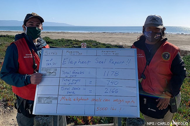 A man and a woman dressed in red volunteer vests holding a white board with a title of "Elephant Seal Report" at the edge of a beach.