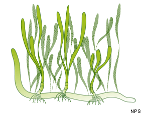 Illustration of eel grass.