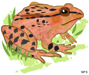 Illustration of a red-legged frog.